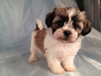 Sable and White Female Shih tzu Bichon puppies for sale|shipping $150